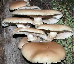 Quel est ce champignon printannier ?