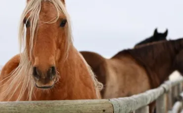Quiz Galop 1