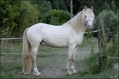Décris un cheval couleur crème ?