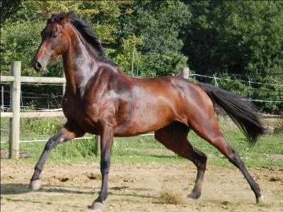 Ce cheval est bai brun.