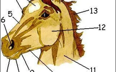 Quiz Galop 2