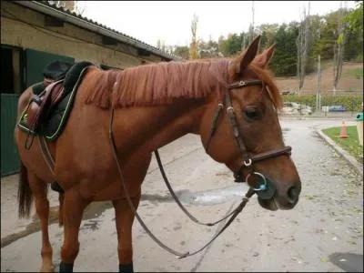 Quellsson les quatre types de chevaux ?