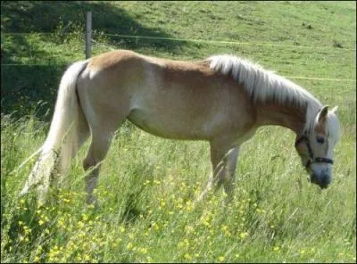 Un cheval est un animal grégaire.