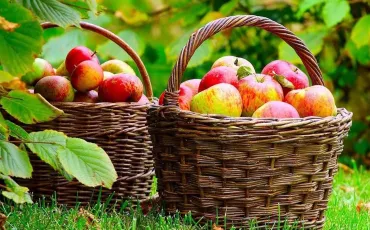 Quiz Fruits