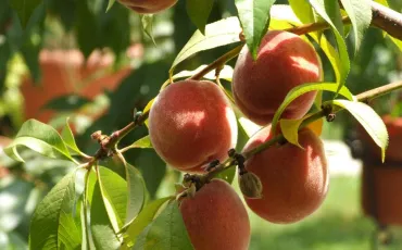 Quiz Fruits