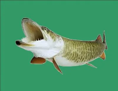 Quel est le nom de ce poisson ?