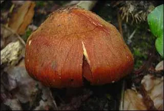 Le cortinaire couleur de rocou est-il comestible ?