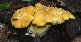 La girolle est-elle comestible ?