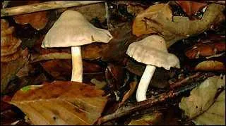L'inocybe de Patouillard est-il comestible ?