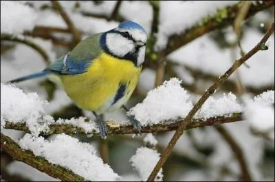 En hiver, sur les mangeoires, j'apprécie les graines huileuses ainsi que les chapelets de cacahuètes suspendus.