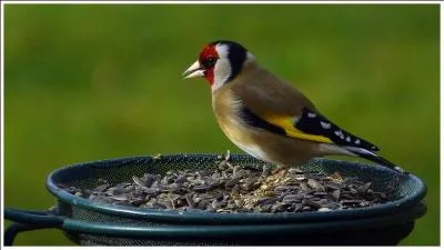 En hiver, je recherche les cacahuètes, le tournesol et les petites graines qui sont dans les mangeoires.