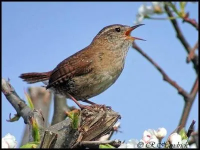 Je ne viens pas aux mangeoires durant l'hiver. Tout au long de l'année, je chasse les insectes.