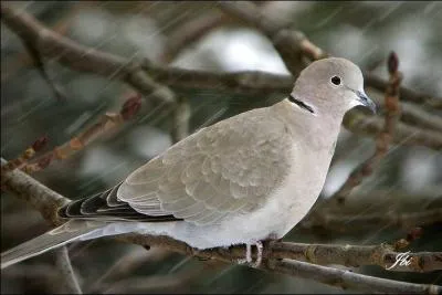 Sur la mangeoire, je viens picorer les graines, les miettes et les déchets de cuisine.