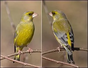 Granivore strict, mon bec solide me permet de me nourrir de grosses graines. En hiver, sur la mangeoire, j'apprécie toutes les graines.