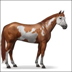 Et enfin, combien de robes possède le Paint Horse ?