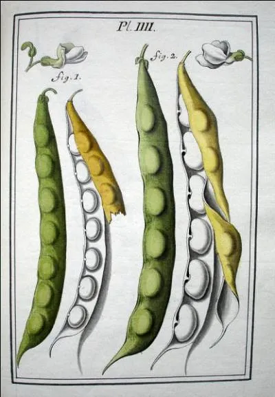 Surnommée la "Cité du Vase", cette ville du département de l'Aisne est aussi réputée pour la culture du haricot blanc. Quel est son nom ?