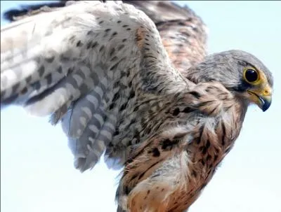 A quelle chanson pensez-vous ?