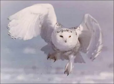 De ces trois personnages de film, qui peut bien être le compagnon d'un tel oiseau ?