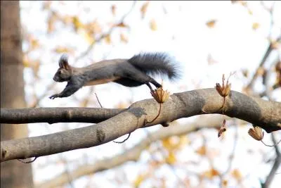 Trouvez le nom de cet emblème de la Caisse d'épargne !