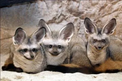 Trouvez le nom de l'animal présenté sur la photo !