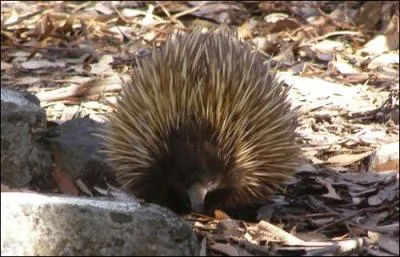 Trouvez le continent grâce à l'animal !