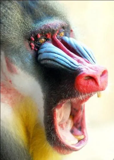 Retrouvez le nom de l'animal !