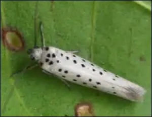 Quel mot n'est pas synonyme d'yponomeute ?