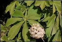 Mais si je suis une espèce de plante, vous allez me nommer ----.