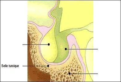 Si je vous dis qu'elle se trouve dans la selle turcique, vous pensez que je fais du Lotoise. Ben, non ! Mais j'avoue trouver cette expression très poétique bien qu'obscure.
De quelle glande endocrine s'agit-il ?