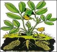 Qu'est-ce qui mûrit sous la terre ?