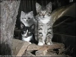 Comment s'appellent les petits de Milie ?