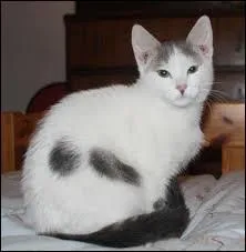 Retrouve les chats qui sont issus de la m&ecirc;me famille.