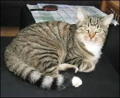 Qui est l'apprenti de Feuille de Lune ?