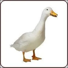 Quelle est la couleur des plumes d'une oie ?