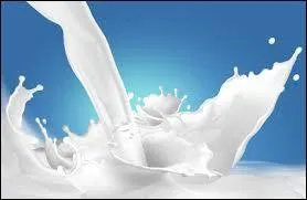 Les vaches boivent :