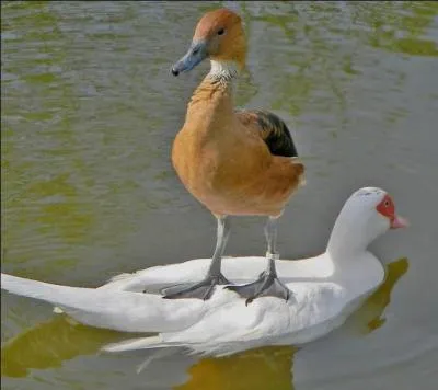 Quelle est la bonne onomatopée ?