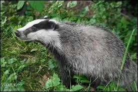 Dans "Crépuscule", qui attaque le Clan du Tonnerre ?