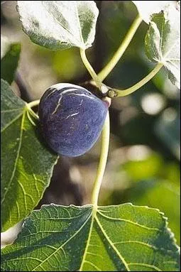 Sur quoi poussent les figues ?