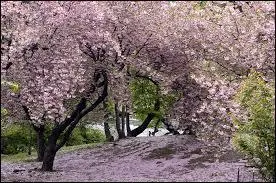 Sur quoi poussent les cerises ?