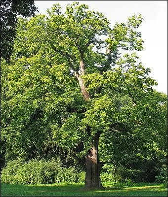 Sur quoi poussent les châtaignes ?