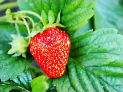 Sur quoi poussent les fraises ?