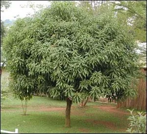 Sur quoi poussent les mangues ?