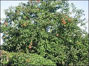 Sur quoi poussent les pommes ?