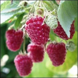 Sur quoi poussent les framboises ?