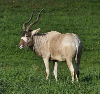 L'antilope au nez tachet&eacute; (ou addax) est un mammif&egrave;re herbivore de la famille des bovid&eacute;s qui vit...