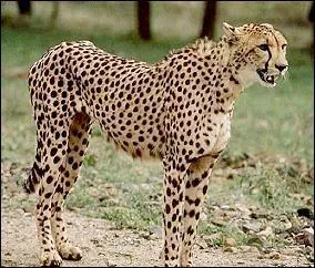 Le gu&eacute;pard asiatique est....