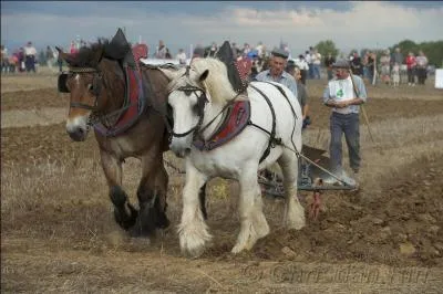 " L'un avalait d'abord trois ou quatre lampées". Qu'entend-on par le terme "lampée" ?