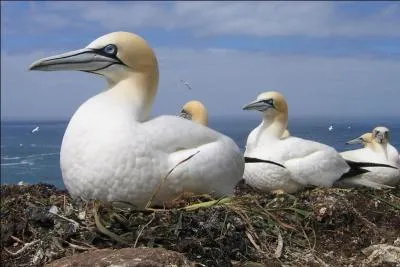 Ce magnifique oiseau marin est appelé Fou de Bassan à cause de l'île de Bass qui abrite des milliers de ses congénères. Dans quel pays est-elle située ?