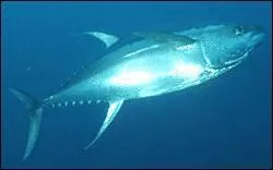 Jour 25. Poisson océanique, nageur véloce et mangeur vorace.