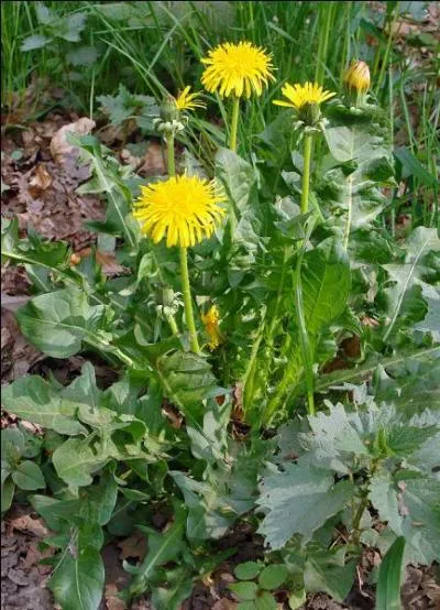 Jour 26. "Dent-de-lion" dont les feuilles sont riches en vitamine C.